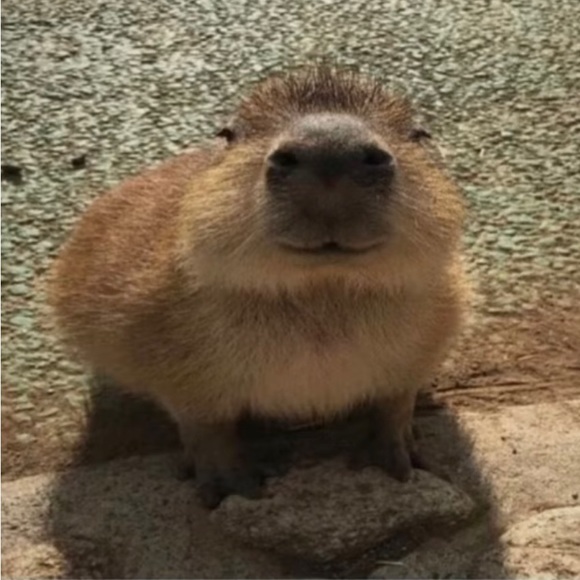 Meet your Posher, Zachary - Picture 6 of 8